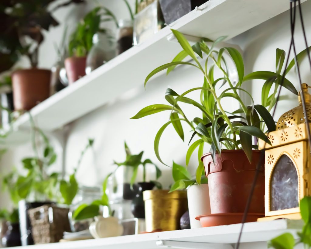 plants on the wall shelf